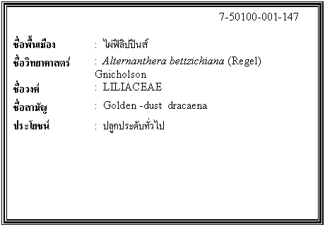 กล่องข้อความ: 7-50100-001-147 ชื่อพื้นเมือง : ไผ่ฟิลิปปินส์ ชื่อวิทยาศาสตร์ : Alternanthera bettzichiana (Regel) Gnicholson ชื่อวงศ์ : LILIACEAE ชื่อสามัญ : Golden -dust dracaena ประโยชน์ : ปลูกประดับทั่วไป